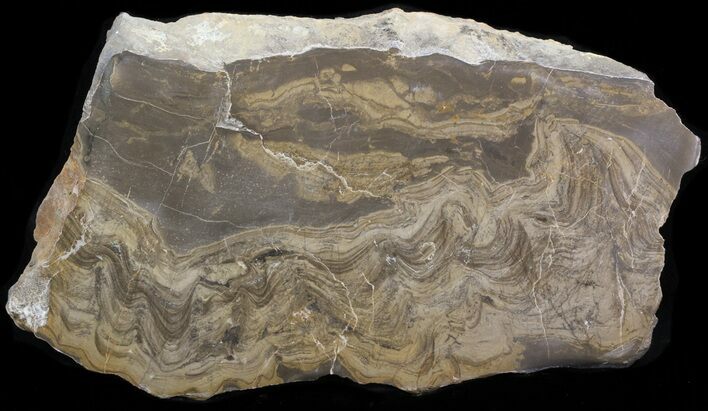 Devonian Stromatolite Slice - Orkney, Scotland #40118